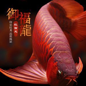 紅龍魚血麒麟怎樣區(qū)分