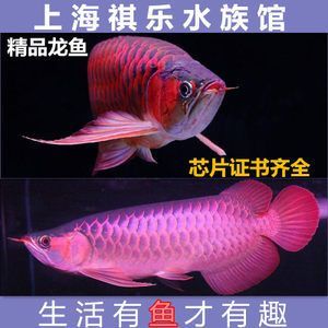 紅龍魚血麒麟怎樣區(qū)分