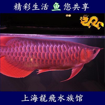 紅龍魚血麒麟怎樣區(qū)分