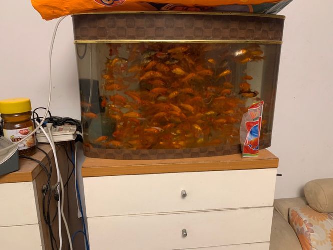 大白龍魚飼料多少錢一噸 龍魚百科 第2張