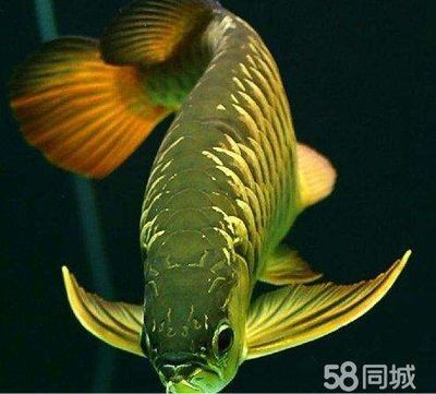 紅尾高背金龍魚怎么樣