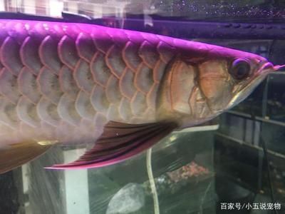 紅尾高背金龍魚怎么樣