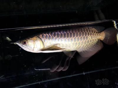 金色龍魚(yú)和古典龍魚(yú)哪個(gè)好 龍魚(yú)百科 第1張