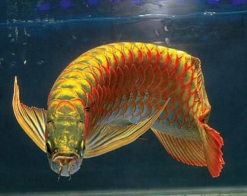 金色龍魚(yú)和古典龍魚(yú)哪個(gè)好 龍魚(yú)百科 第3張