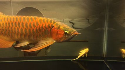 金色龍魚(yú)和古典龍魚(yú)哪個(gè)好 龍魚(yú)百科 第2張