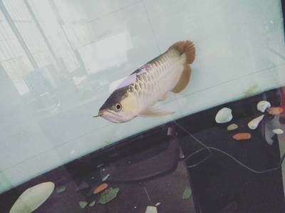 金龍魚不吃食怎么辦？