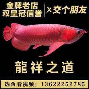 養(yǎng)龍魚單數(shù)還是雙數(shù)魟魚算不算魚