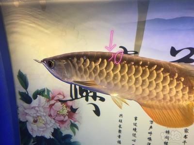 金龍魚黑背景影響爬背 龍魚百科 第3張