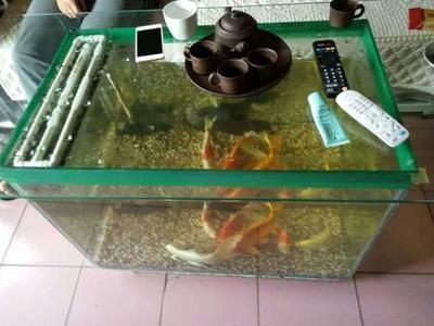 120的魚缸適合養(yǎng)龍魚嗎 龍魚百科 第2張