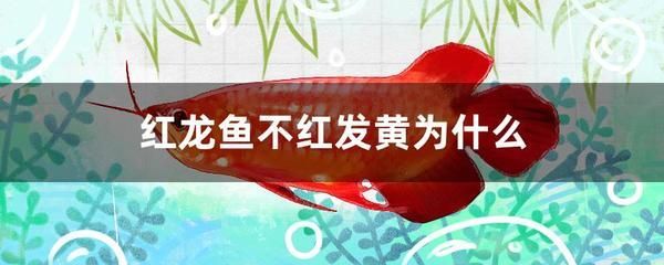 紅龍魚(yú)眼睛紅了是什么原因