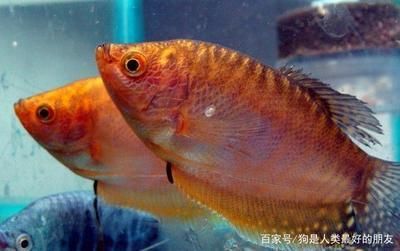 龍魚幾個品種一起養(yǎng) 龍魚百科 第1張