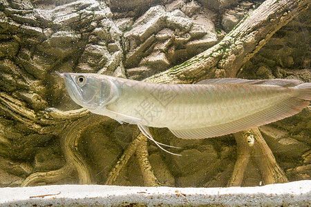 金龍魚 骨舌魚能吃嗎