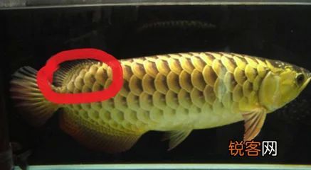 龍魚掉鱗多久才能長得一樣 龍魚百科 第1張