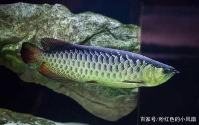 骨舌魚(yú) 金龍魚(yú)