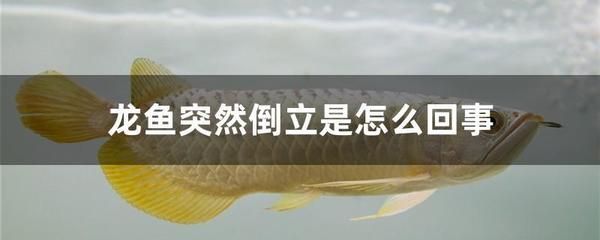 龍魚倒立了能救活嗎