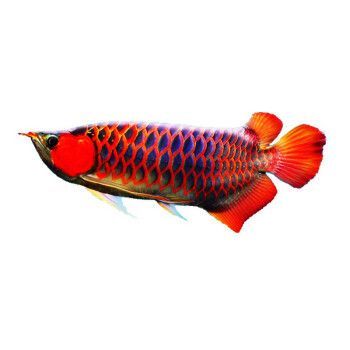 紅金龍魚(yú)是熱帶魚(yú)嗎 龍魚(yú)百科 第2張