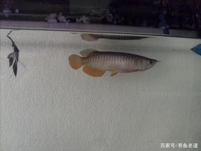 龍魚死了用換水嗎為什么