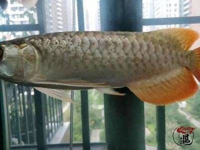 龍魚(yú)換水后不吃怎么辦