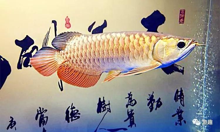 練手龍魚會上色嗎為什么 龍魚百科 第2張