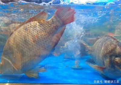 龍魚吃羅非魚苗嗎 龍魚百科 第1張