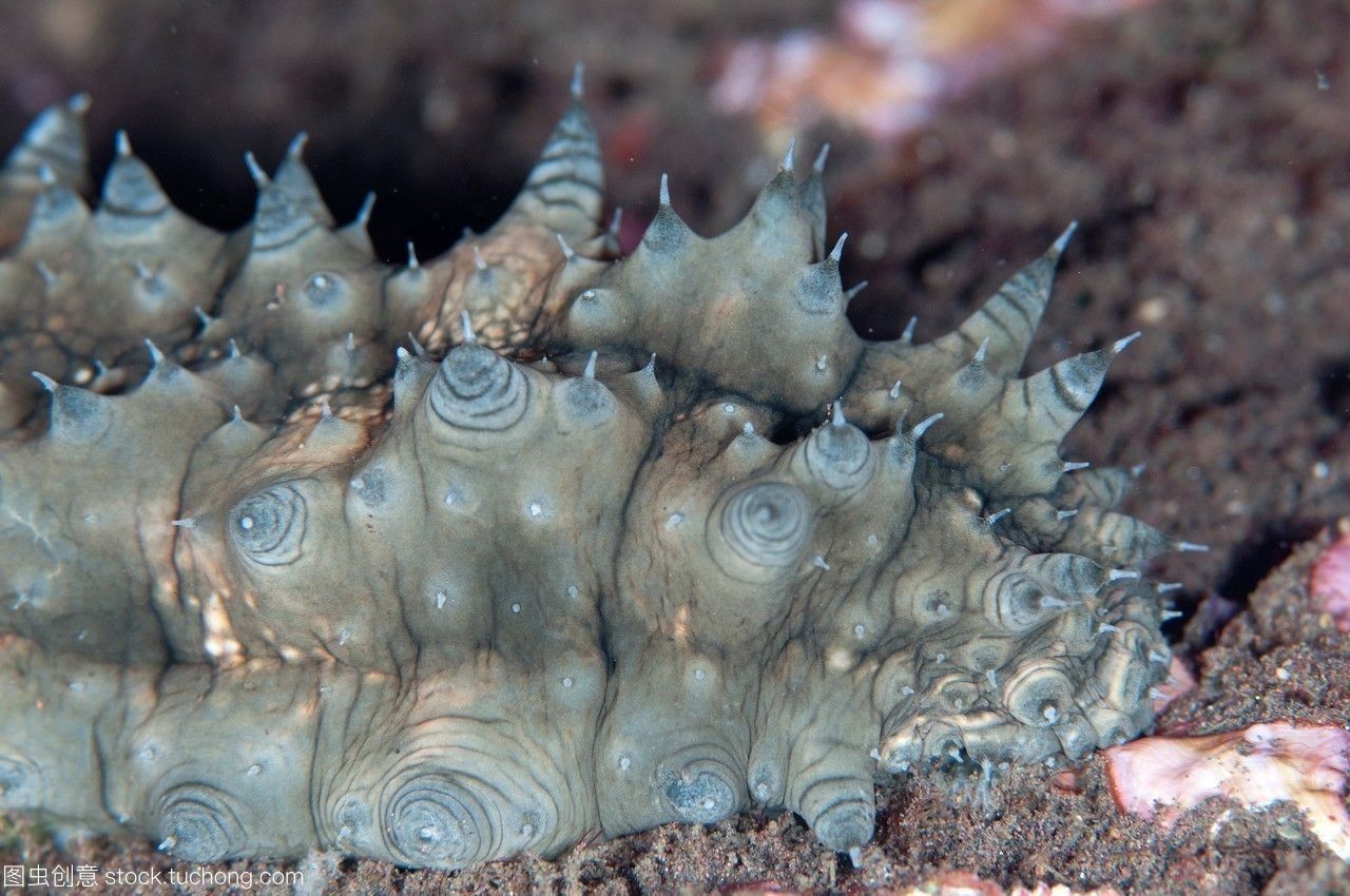 龍魚可以吃海參嗎 龍魚百科