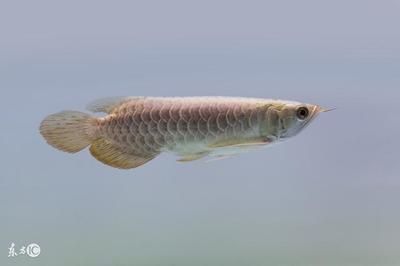 龍魚(yú)拉散便最簡(jiǎn)單處理方法 龍魚(yú)百科 第2張