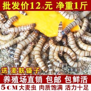 龍魚吃的蟲子叫什么 龍魚百科