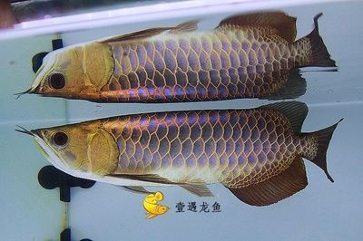 紅龍魚頭上長(zhǎng)黑點(diǎn)怎么治療 龍魚百科 第3張