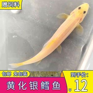 龍魚大型配魚 龍魚百科