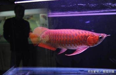 龍魚受驚嚇撞缸會死嗎 龍魚百科 第2張