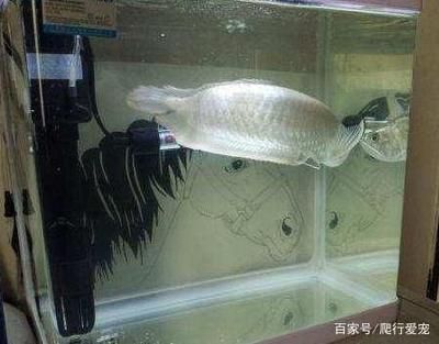 金龍魚(yú)爬缸底