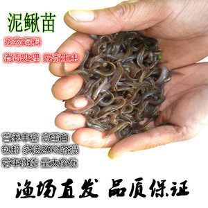 養(yǎng)龍魚喂什么餌料比較好