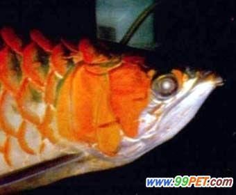 龍魚背部鱗片有棉絮