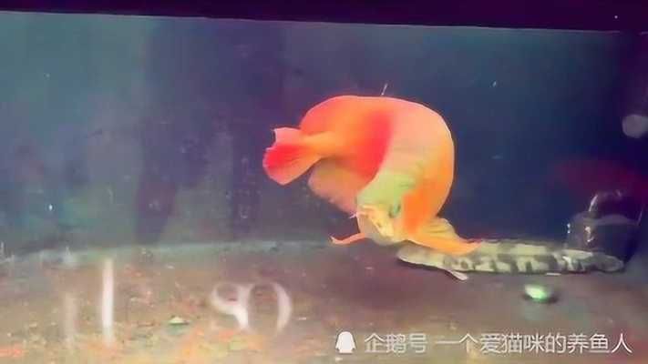 龍魚兩個月不吃食精神狀態(tài)還很好 龍魚百科