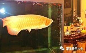 紅龍魚多久成年換一次水比較好