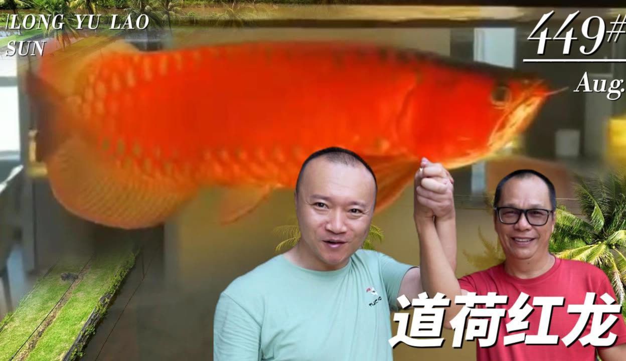 龍魚品牌 道荷 龍魚百科 第3張