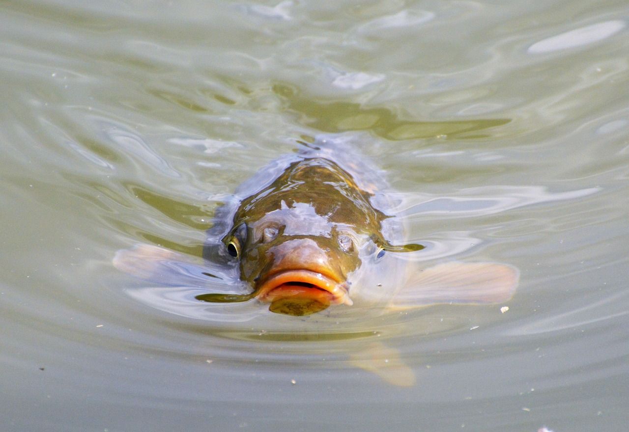 龍魚突然瘋狂亂游怎么回事啊 龍魚百科