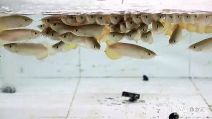 龍魚做檢疫過程中喂食嗎會(huì)死嗎為什么 龍魚百科 第1張