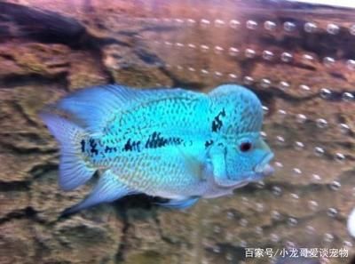 小龍魚苗吃什么 龍魚百科 第3張