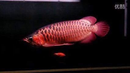 頂級紅龍魚品牌有哪些名字 龍魚百科 第1張