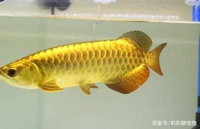 金龍魚家里擺放位置圖 龍魚百科 第3張