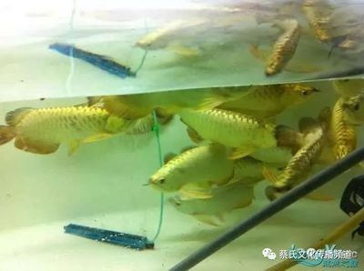 龍魚飼養(yǎng)技術(shù)要點總結(jié)怎么寫的 龍魚百科