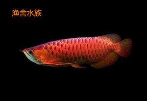 紅龍魚幼苗