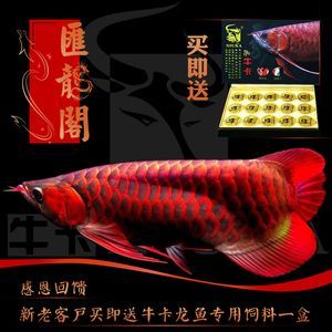 紅龍魚幼苗