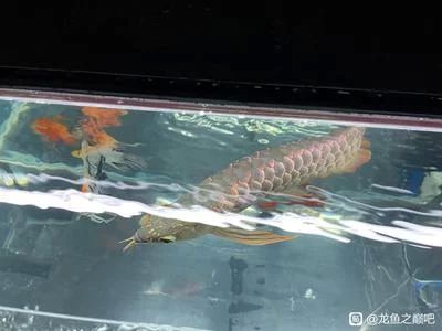 龍魚掉鱗片多久恢復(fù) 龍魚百科 第3張