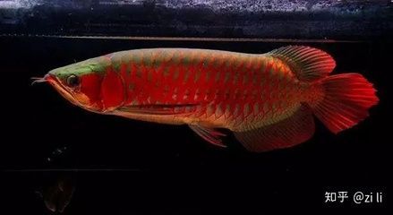 紅龍魚(yú)幾個(gè)月開(kāi)始發(fā)色