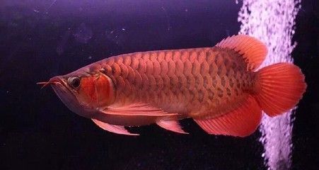 龍魚(yú)老是受驚嚇怎么辦 龍魚(yú)百科