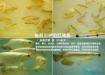 龍魚底色怎么養(yǎng)好看 龍魚百科 第1張