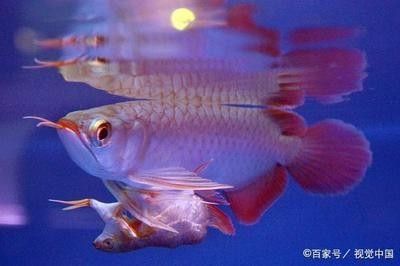 龍魚(yú)身上有白色絮狀物怎么辦呢用什么藥 龍魚(yú)百科