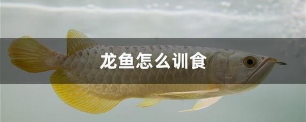 龍魚訓(xùn)食教學(xué)反思簡短一點